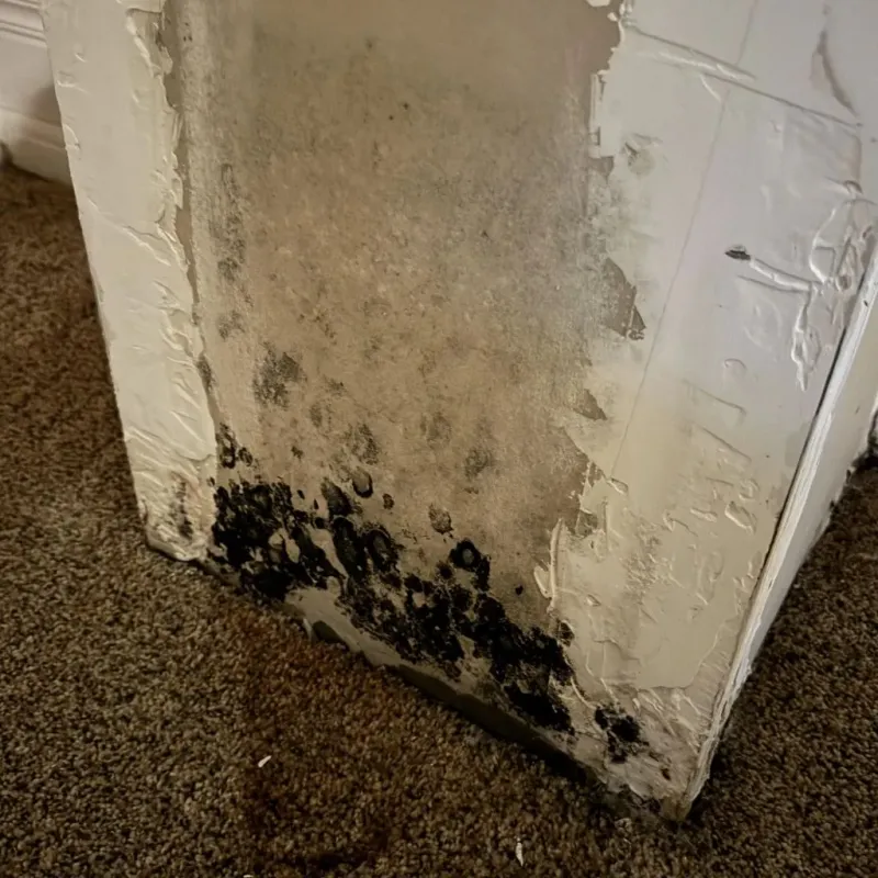 Professional Mold Removal in Cresson, PA